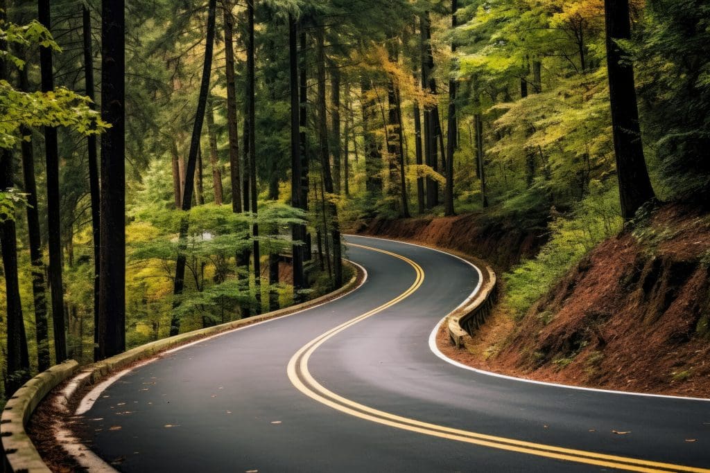 Road through a forest.
